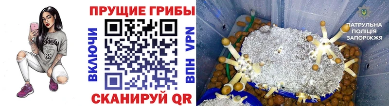 Галлюциногенные грибы Psilocybine cubensis  кракен как зайти  Лосино-Петровский 